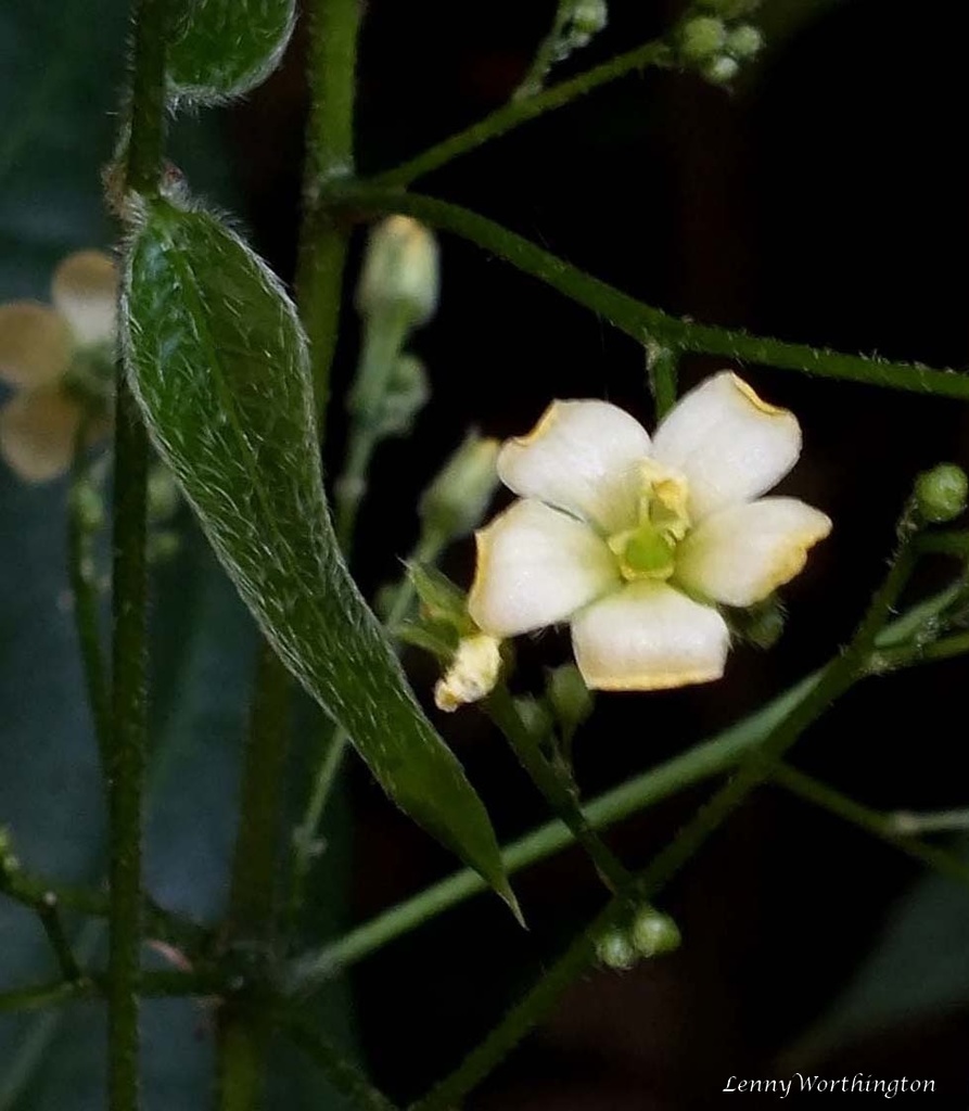 Trigonostemon albiflorus (Trigonostemon albiflorus)