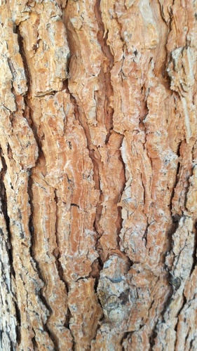 Paprastoji pušis nuotrauka