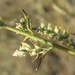 Artemisia marschalliana - Photo (c) Sergey D, all rights reserved, uploaded by Sergey D