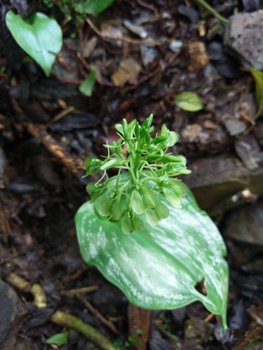 Cordifolia Orchid