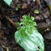 Liparis cordifolia - Photo (c) 莫彥寬, todos los derechos reservados, subido por 莫彥寬