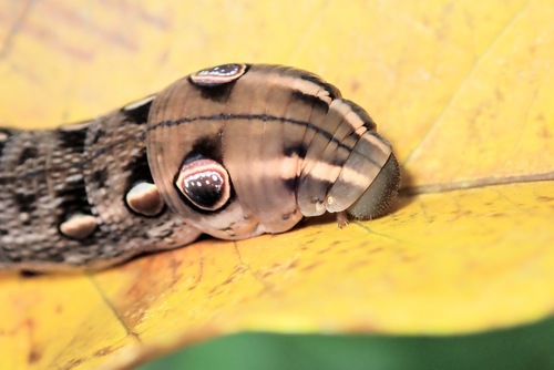 Swinhoe's Striated Hawkmoth