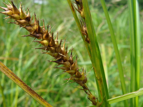 smoothcone sedge (Carex laeviconica)