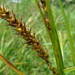 Carex laeviconica - Photo (c) Dan, todos los derechos reservados, subido por Dan