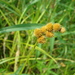 Carex cristatella - Photo (c) Daniel Carter, כל הזכויות שמורות, הועלה על ידי Daniel Carter