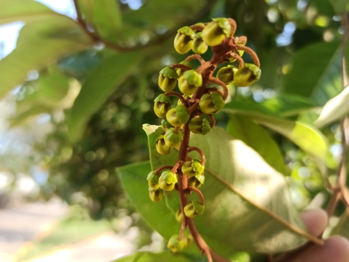 Byrsonima crassifolia - Whole tree