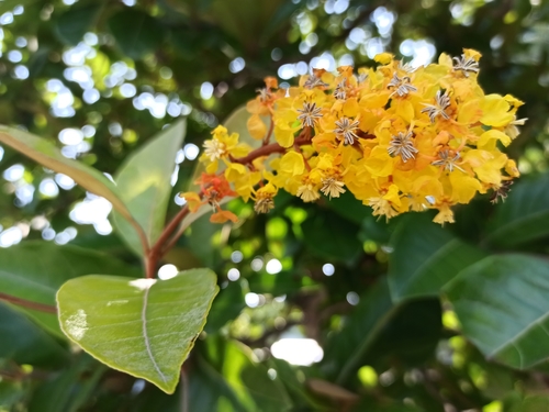 Byrsonima crassifolia - Whole tree