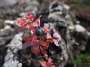 Vaccinium uliginosum japonicum - Photo (c) Satoshi Toyoshima, all rights reserved, uploaded by Satoshi Toyoshima