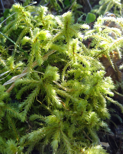 Big Shaggy-Moss (Rhytidiadelphus triquetrus) · iNaturalist.ca