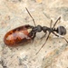 Japanese Wood Ant - Photo (c) 豆豆, all rights reserved, uploaded by 豆豆