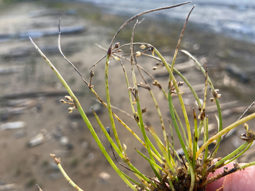 Schoenoplectiella smithii var. smithii