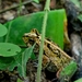 Jeweled Toad - Photo (c) Danny RH, all rights reserved, uploaded by Danny RH