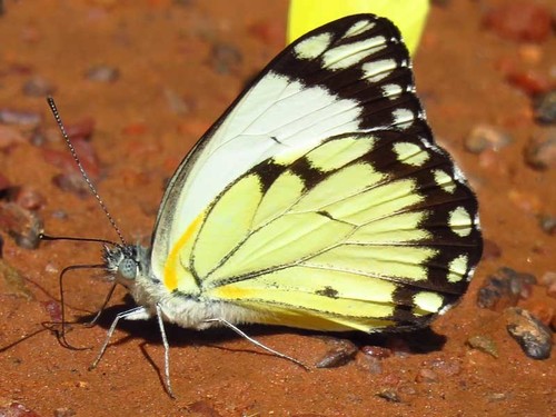 African Caper