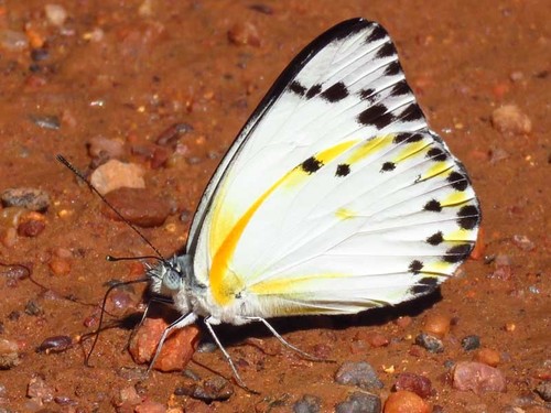 Forest Caper White