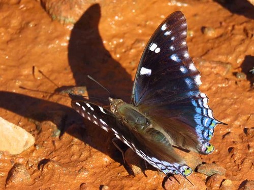 Blue Spangled Prince