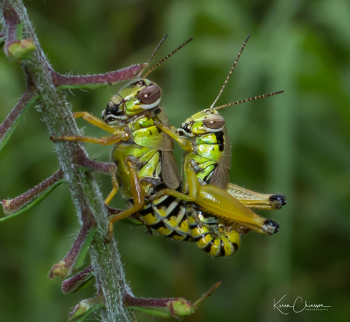 Eotettix pusillus Morse, 1904