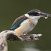New Zealand Sacred Kingfisher - Photo (c) gus320, all rights reserved, uploaded by gus320