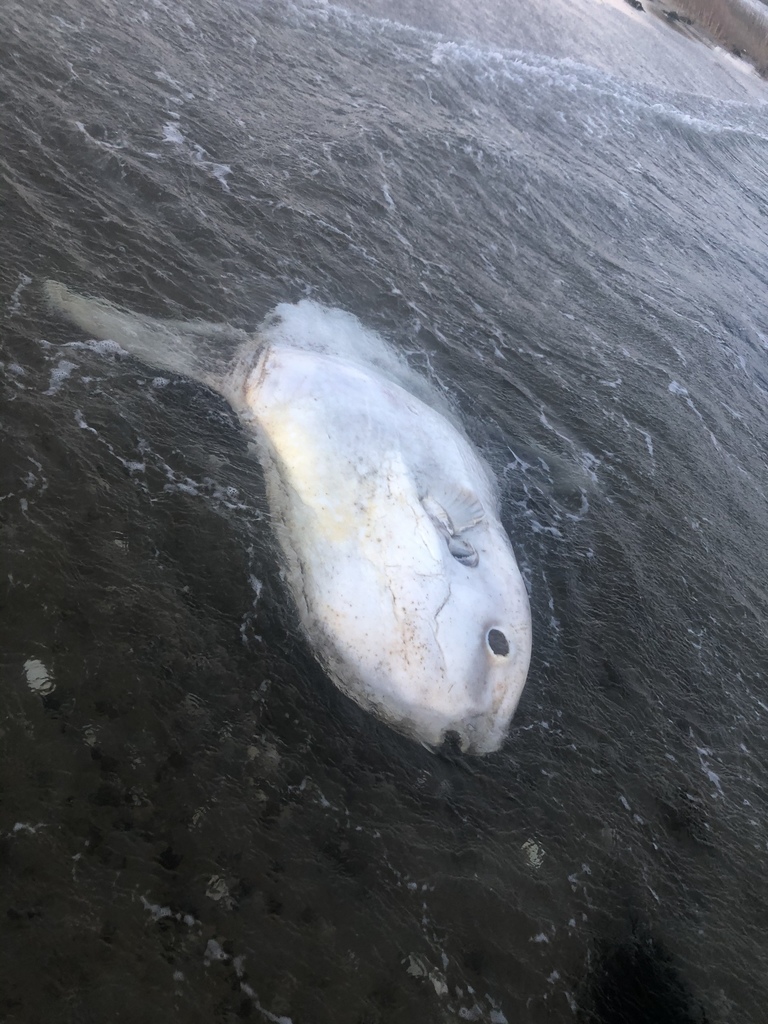 Common Mola from Lieutenant Island, Wellfleet, MA, US on October 10 ...