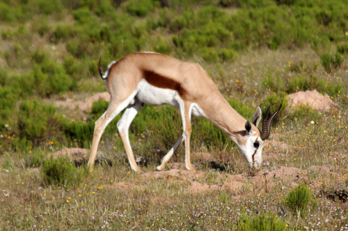 Springbok