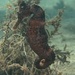 Observation photo