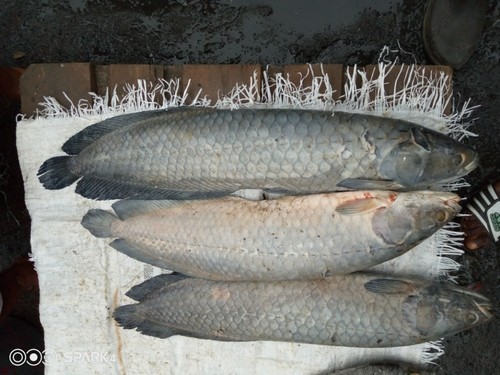 African Arowana