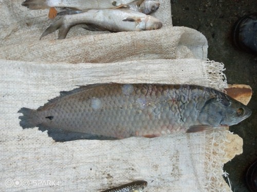 African Arowana