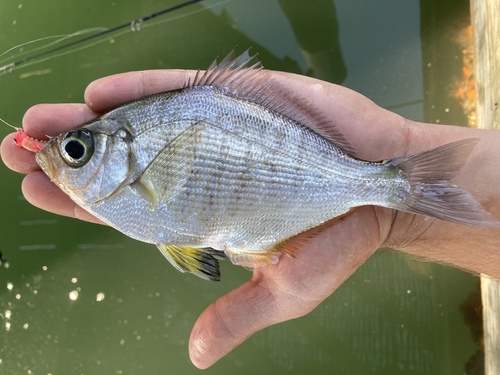 Walleye Surfperch