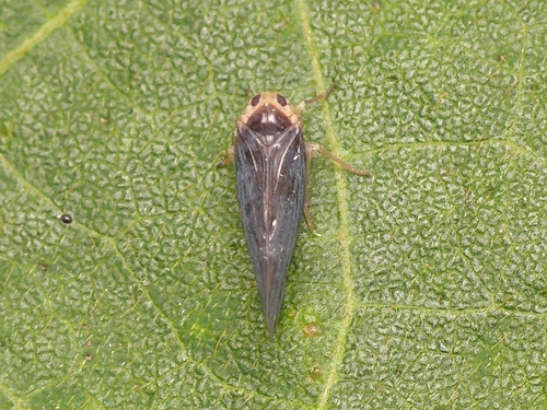 Genus Hauptenia · iNaturalist