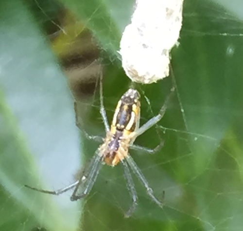 Basilica Orbweaver