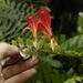 Columnea microcalyx - Photo (c) Eric Knight, all rights reserved