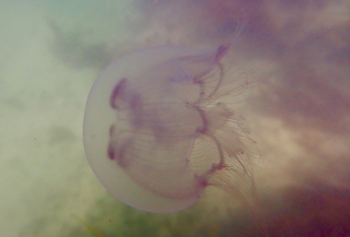 photo of Moon Jellies (Aurelia)