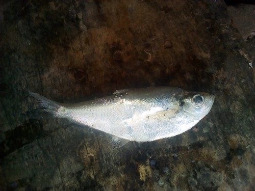 Ilisha africana