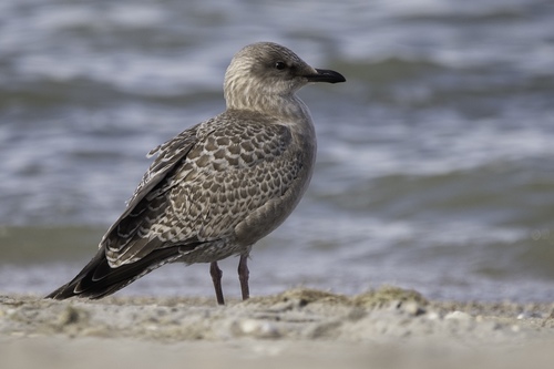 Iceland Gull