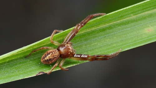 Synema zonatum · iNaturalist