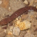 Black-spotted Stout Newt - Photo (c) 豆豆, all rights reserved, uploaded by 豆豆