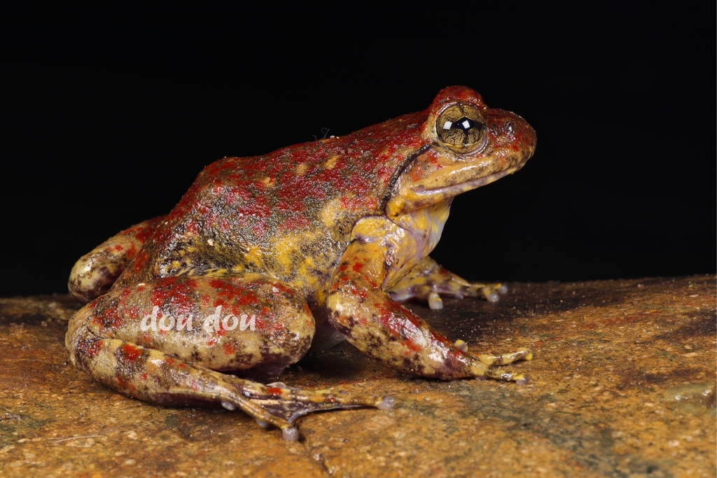 Jiulong Spiny Frog (Quasipaa jiulongensis)