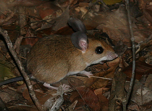Bastard big-footed mouse