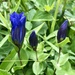 Mountain Bog Gentian - Photo (c) lalatours-net, all rights reserved