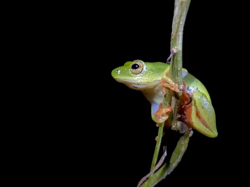 Olive Reed Frog