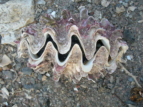 Tridacna squamosina image