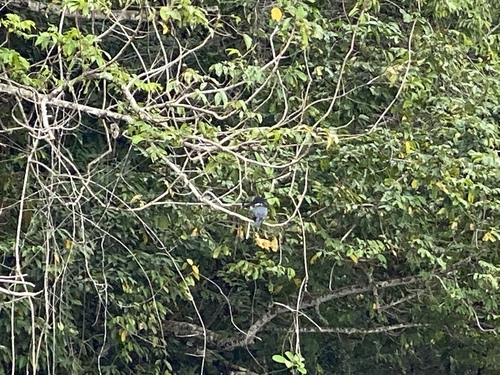 Giant Kingfisher