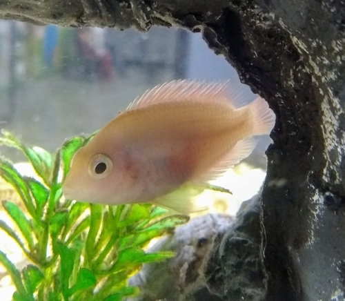 Convict Cichlid