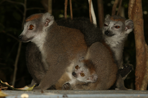 Crowned Lemur