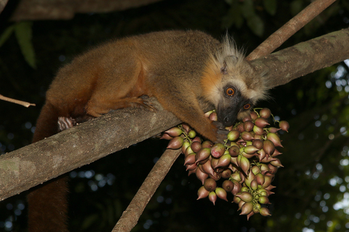 Sanford's Brown Lemur (Eulemur sanfordi) — Endangered Mammalia
