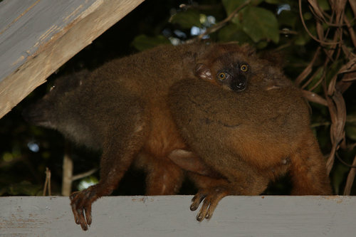 Sanford's Brown Lemur