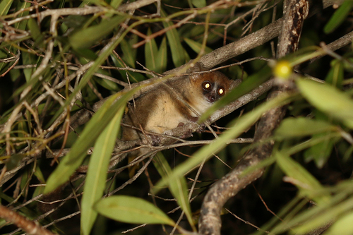 Tavaratra Mouse Lemur (Microcebus tavaratra) — Vulnerable Mammalia