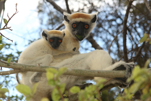 Golden-crowned Sifaka