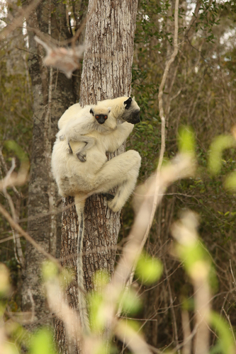 Golden-crowned Sifaka
