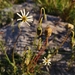 Ursinia anthemoides - Photo (c) Glynn Alard, todos los derechos reservados