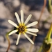 Ursinia anthemoides - Photo (c) Glynn Alard, todos los derechos reservados, uploaded by Glynn Alard